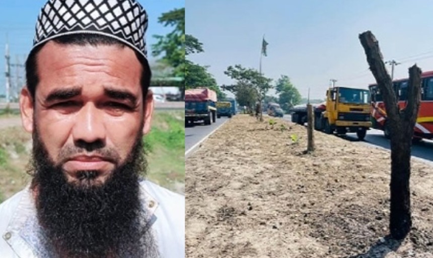 কুমিল্লায় মহাসড়কের অর্ধশত বকুলগাছ কাটা সেই ব্যক্তি গ্রেপ্তার